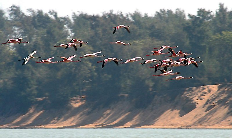 Lesser_Flamingos_I3_-_Chilika_IMG_9295