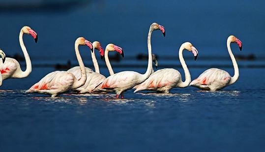 Migratory_Flamingos_at_Chilika